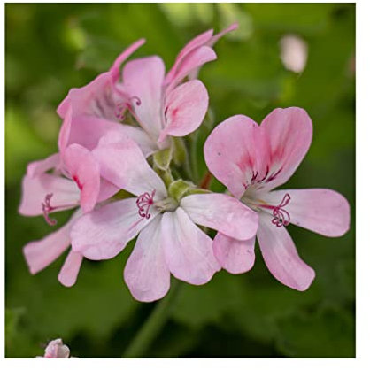 Scented Geranium Sweet Mimosa- 3 Established Plants Sensory Garden Fragranced Vibrant Plants. Ready for pots Summer Garden