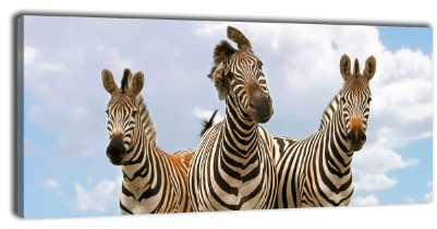 wandmotiv24 Leinwandbild Panorama Nr. 28 Zebratrio 100x40cm, Keilrahmenbild, Bild auf Leinwand, Kunstdruck Zebra Afrika Steppe