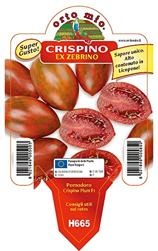 Orto Mio Piantine di Ortaggi in pack cubettato per la produzione famigliare disponibili in molte tipologie e varietà (Pomodoro Zebrino F1 una pianta)