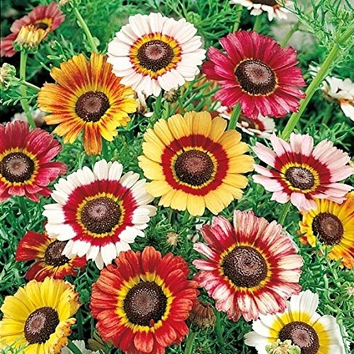 50 Chrysanthemum Carinatum Painted Daisy Seeds - Tri-Colour Flowers - 50 Seeds