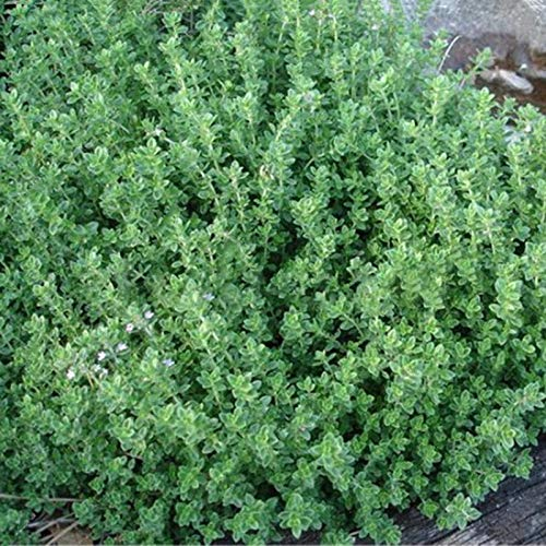 Thyme citriodorus Lemon herb plant flowers summer loved by bees ground cover 9cm pot .