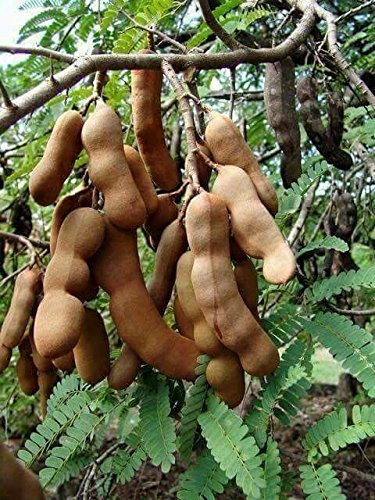 Tamarind Indica Tamarindo Albero tropicale Frutta Bonsai 15 SEMI