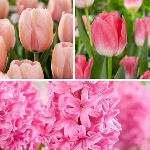 Plant in a Box - Colour your Garden 'Pink Blush' - 25er Set Blumenzwiebeln - Tulpen & Hyazinthen - Frühblüher für den Garten - Rosa Blüten - Herbstpflanzung
