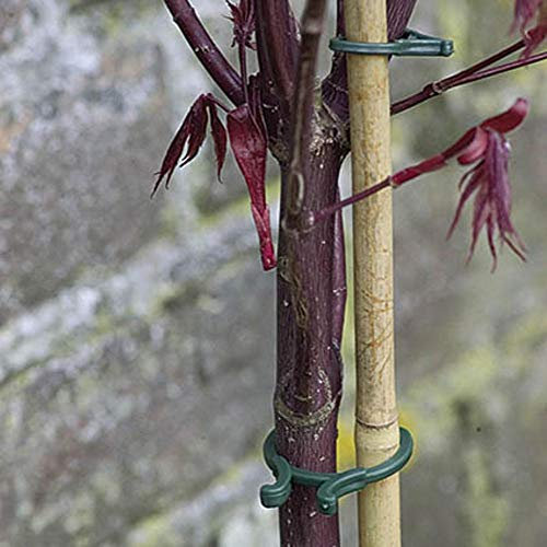 Nature Ringe für Pflanzen, 40 Stück