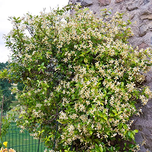 Trachelospermum Star of Toscana Garden Climber Climbing Jasmine Scented Outdoor Evergreen Cream Yellow Flowering Plant in Pot