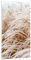 Bilder auf Glas Gras Natur Frost Glasbild 45x80cm Wandbilder Dekoration Wohnzimmer Schlafzimmer Küche Deko Klein Wanddeko Bild im Glas Wand Kunstdruck Art Modern Wall Decor Glasdruck GPA45x80-5186