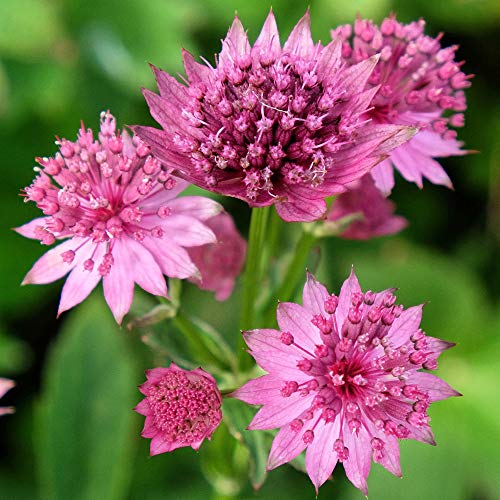 Astrantia Roma, plante vivace en pot compacte à fleurs roses pour l'extérieur.
