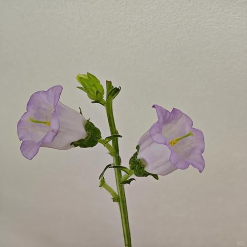 100 pcs Glockenblume Samen Winterhart, hochbeet balkon (Campanula medium) topfpflanzen draußen winterhart zimmerpflanze blumendeko mittagsblume winterhart blumenwiese Topfpflanzen