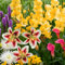 50 Sommerblumen zwiebeln Rainbow Mix (50 blumenzwiebeln) Gladiolen, Dahlien, Freesien, Lilien, Calla, Liatris | Exklusive Mischung aus Holland | Mehrjährig Pflanzen für Garten, Töpfe (große Knollen)