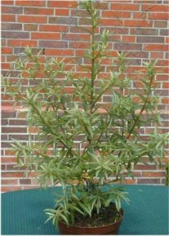 Sanddorn männlich Hippophae rhamnoides Pollmix 60-80 cm hoch im 3 Liter Pflanzcontainer