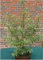 Sanddorn männlich Hippophae rhamnoides Pollmix 60-80 cm hoch im 3 Liter Pflanzcontainer