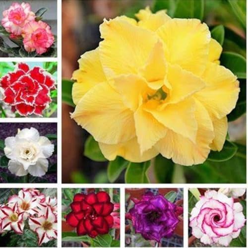 Wüstenrose zwiebeln,winterharte,wüstenrose bonsai,wüStenrose pflanze winterhart mehrjäHrig,wüstenrose zimmerpflanze,wüStenrose Pflanze Knolle,adenium pflanze,desert rose plant.-5 zwiebeln-A