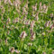 Blumixx Stauden Stachys monnieri 'Rosea' - Dichtblütiger Ziest hellrosa