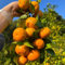 150 pcs Orangenbaum Winterhart Samen Extrem Winterharte Kübelpflanzen, Balkonpflanzen Citrus reticulata, Mandarinenbaum Bonsai Topf, Garden Indoor Garden, Geschenke Für Gartenfreunde