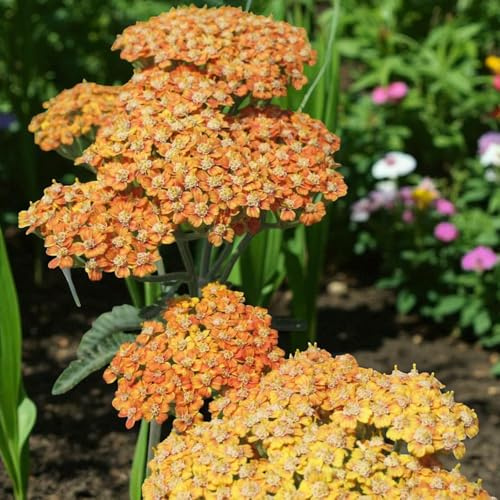 Carbeth Plants Achillea Terracotta Plant 1 x 9cm Pot