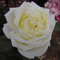 The Diamond Wedding Rose - 5.5lt Potted Hybrid Tea Garden Rose Bush - Large Creamy White Blooms - Strong Fragrance