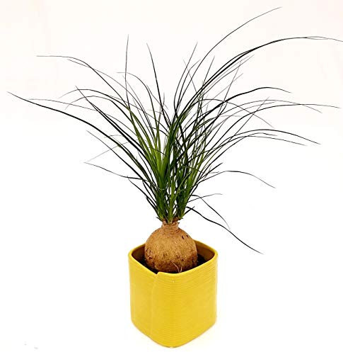 POWERS TO FLOWERS - BEAUCARNEA RECURVATA NOLINA, MANGIAFUMO, IN VASO CERAMICA CUBICO, pianta vera