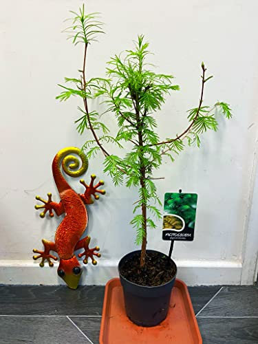 1 x albero di sequoia alba in vaso da 12 cm grande pianta da siepe da esterno alta 60-65 cm