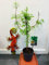 1 x albero di sequoia alba in vaso da 12 cm grande pianta da siepe da esterno alta 60-65 cm