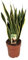 Plant in a Box - Sansevieria Laurentii - Gelblicher Bogenhanf - Zimmerpflanzen - Pflegeleicht - Topf 21cm - Höhe 65-75cm