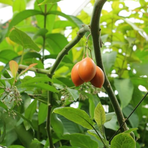 Vivai le Georgiche - Pianta vera di Tamarillo Solanum betaceum, Cyphomandra crassifolia Albero del pomodoro - vaso Ø 16 cm - altezza alla vendita 40-60 cm