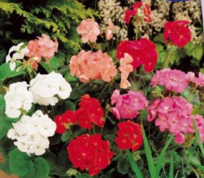 Stk - 32x Gartengeranien F2 Colouer Show mix Garten Pflanzen Samen K368 - Seeds & Plants Shop by Ipsa