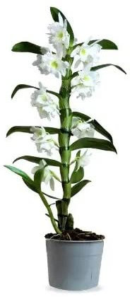 Orquídea Dendrobium Nobile Blanco Flores de Interior Naturales y con Encanto Perfectas para la Decoración del Hogar