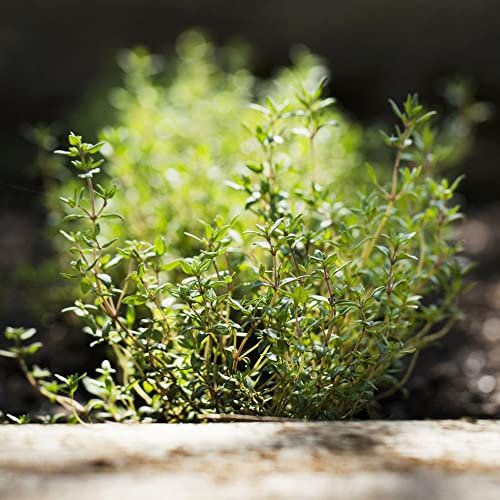Semillas De Tomillo Perenne Resistente, Planta De Tomillo - Thymus Mongolicus - Semillas Perennes Resistentes De Cubierta Vegetal, Semillas De Hierbas Balcón De Invernade 200 Piezas