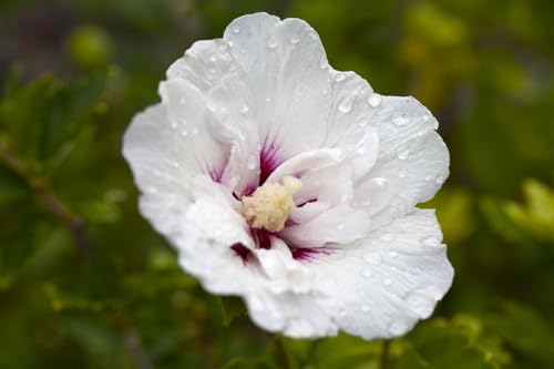 Hibiscus syriacus 'Pinky Spot' 40-60 cm – Winterhart, Mehrjährig, Pflegeleicht – Gartenhibiskus – Heckenpflanze für Garten & Sichtschutz