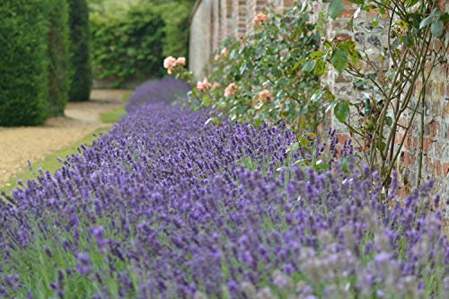 PREMIER SEEDS DIRECT LAVENDER - COMMON ENGLISH - 400 SEEDS - ORGANIC