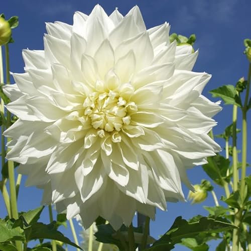 Dahlie Fleurel | 6 Stück | Knolle | Schnittblume | Weiß | 100% Blütegarantie | QFB Gardening