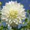 Dahlie Fleurel | 6 Stück | Knolle | Schnittblume | Weiß | 100% Blütegarantie | QFB Gardening