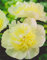 Pfingstrose Honey Gold Paeonia Lactiflora1 Wurzelstück mit Augen Rarität