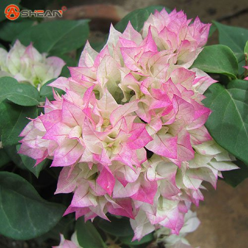 Halb Neu Real Blooming rari blu Piante Bougainvillea Spectabilis Willd BonsaïPianta 100 Partikel/Los