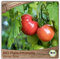 Samenliebe BIO Fleischtomaten Samen alte Sorte Berner Rose köstliche und aromatische Stabtomate Tomate rot 10 Samen samenfestes Gemüse Saatgut für Gewächshaus Freiland und Balkon BIO Gemüsesamen