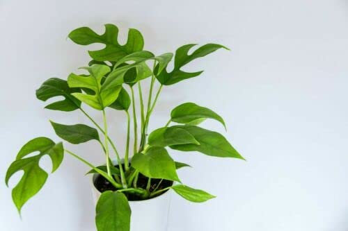 Rhaphidophora Tetrasperma - Mini Monstera - Philodendron 'Ginny' - 20 Seeds