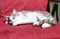 Fachhandel-Plus Schöne Dekofigur schlafende Katze Tierdeko Katzenfigur Deko für Innen und Außen