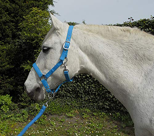 Rhinegold Carnival Headcollar & Rope Karnevals-Halfter und Seil, türkis, Cob