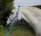 Rhinegold Carnival Headcollar & Rope Karnevals-Halfter und Seil, türkis, Cob