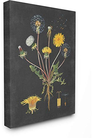 Stupell Industries Botanical Drawing Pusteblume auf schwarzem Leinwand Gemälde, über Leinwand gespannt 24x30 Canvas
