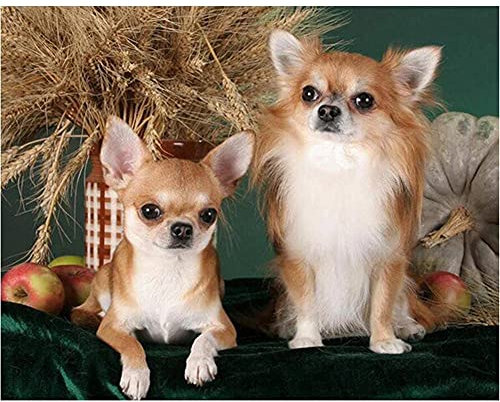 Cekog Diamond Painting,Chien Chihuahua Kit de Peinture Diamant 5D DIY,Broderie Complet pour Adultes Enfants Point Croix, la décoration à Maison/Salon/Chambre/Bureau Round Drill 30x40cm