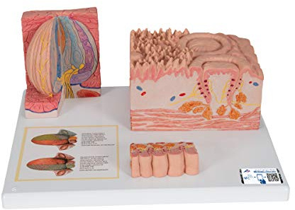 3B Scientific Menschliche Anatomie - MICROanatomie™ Zunge + kostenlose Anatomie App - 3B Smart Anatomy