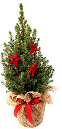 Geschmückter Weihnachtsbaum Außendekoration Zuckerhutfichte winterhart Picea glauca 'Conica' im Topf gewachsen (Jute mit Schleife und 3 roten Sternen 40-50cm)