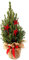Geschmückter Weihnachtsbaum Außendekoration Zuckerhutfichte winterhart Picea glauca 'Conica' im Topf gewachsen (Jute mit Schleife und 3 roten Sternen 40-50cm)