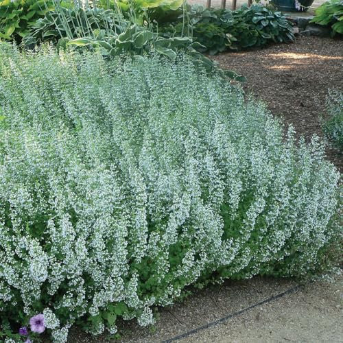 Bio Bergminze weiß, Topf-Ø 11 cm, 3er-Set