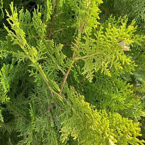 300 pcs Zypresse Samen, Lebensbaum Samen, bonsai bäumchen kaufen dekopflanzen Platycladus Orientalis Samen gartenarbeit luftreinigende zimmerpflanzen topf pflanze gartenpflanzen winterhart