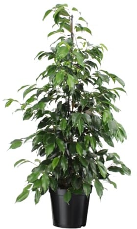 Plant in a Box - Ficus benjamina Danielle - Vera pianta da appartamento grande - Pianta violino - Vaso 21cm - Altezza 100-110cm
