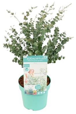 Eucalyptus Gunnii 'Azura' - Pianta di eucalipto - Piante da giardino - Resistente - ⌀19 cm - 40-60 cm
