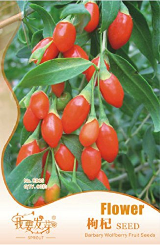 10 Original-Packs, 60 Samen/pack, frische Goji, chinesische Bocksdorn, Lycium barbarum, Murali, Strauch Bush Fruchtsamen