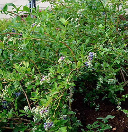 Heidelbeere Elizabeth 40-60cm - Vaccinium corymbosum - lebende Gartenpflanze aus den Baumschulen